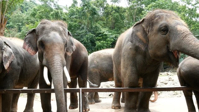 4K footage. group of Asian elephant