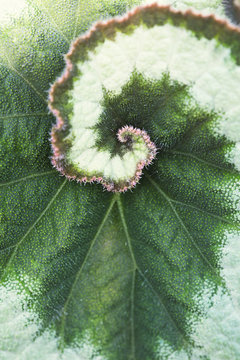 Begonia Rex leaf centre