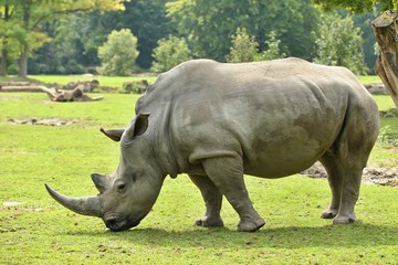 Fototapeta premium White rhinoceros in the beautiful nature looking habitat. Wild animals in captivity. European zoos. Prehistoric and endangered species in zoo.