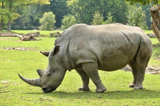 รูปภาพRhinocerotidae เลือกดูภาพถ่ายสต็อก เวกเตอร์ และวิดีโอ157,904