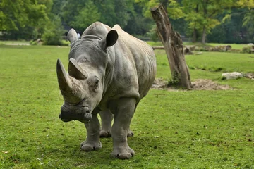 Photo sur Plexiglas Rhinocéros Rhinocéros blanc dans le magnifique habitat naturel. Animaux sauvages en captivité. zoos européens. Espèces préhistoriques et menacées au zoo.