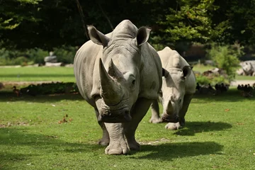 Wall murals Rhino White rhinoceros in the beautiful nature looking habitat. Wild animals in captivity. European zoos. Prehistoric and endangered species in zoo.
