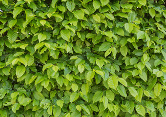 Fototapeta na wymiar Common hornbeam is often cultivated as an ornamental tree, for planting in gardens and parks.