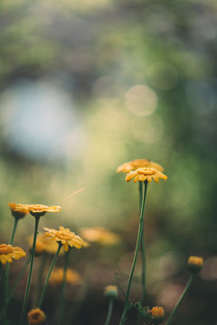 Yellow daisy meadow