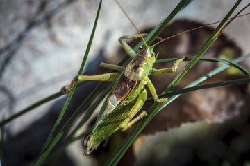 Grasshopper