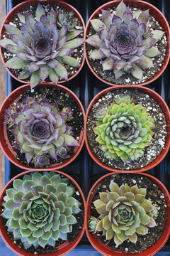 Succulent plants in pots