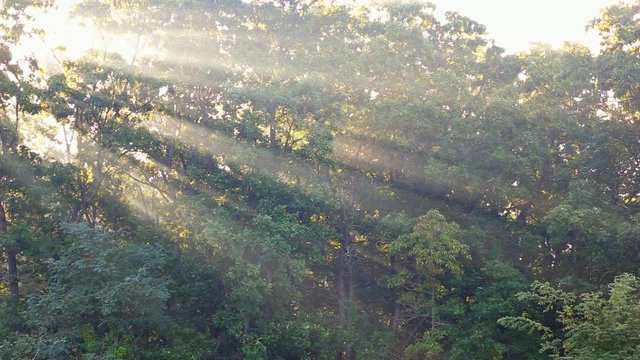 Rays of sunlight shine through the trees on a foggy morning in autumn