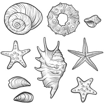 hand drawn vector seashells