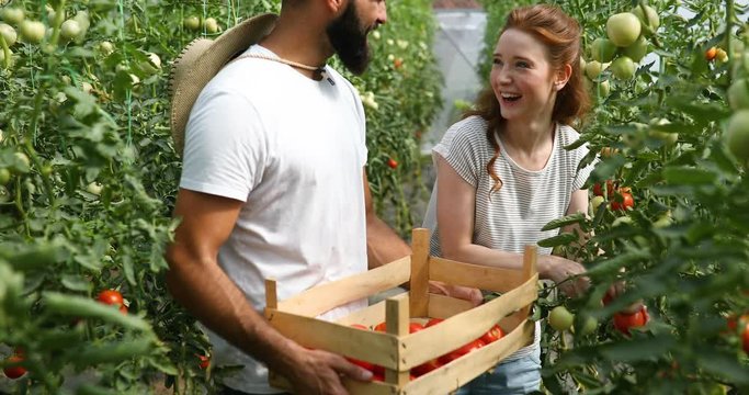 Young couple of farmers working in greenhouse