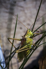 Grasshopper