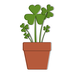 clover plant in pot