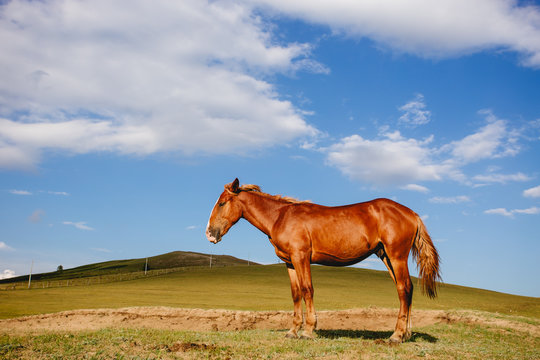bay horse in grassland