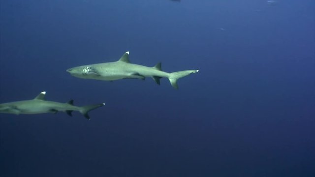 Reef shark underwater on background of amazing coral in seabed Maldives. Unique macro video footage. Abyssal relax diving. Natural aquarium of sea and ocean. Beautiful animals in search of food.