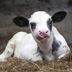 Obraz premium very young black and white calf in straw of barn with tongue up its nose