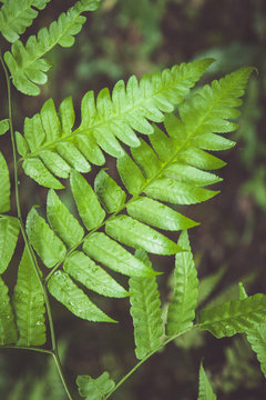 Leafy
