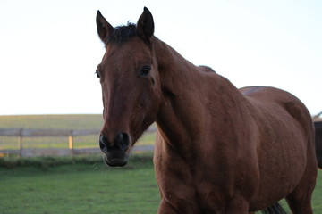 pferd auf der weider