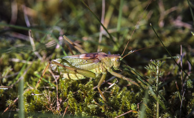 Grasshopper on the grass