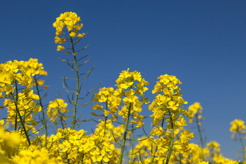 field of rapeseed with blue sky