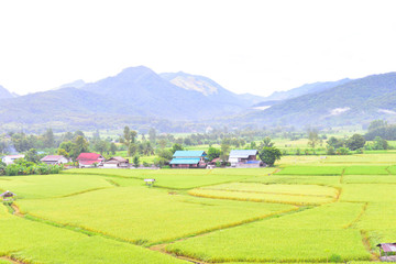 Green rce filed in Nan Thailand.