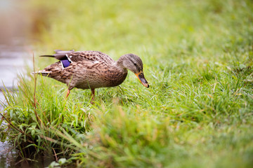 Duck on the lake bank on the green grass.