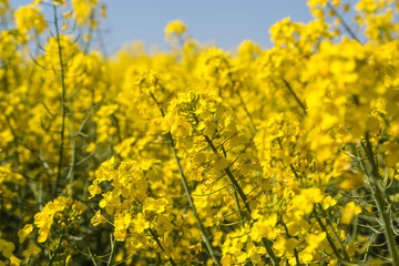 field of yellow flowering rapeseed blossoms