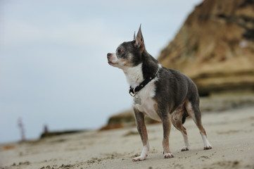 Chihuahua dog outdoor portrait