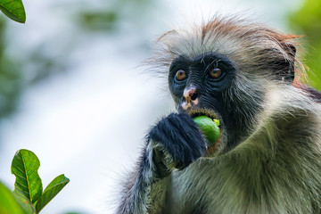 Zanzibar red colobus or Procolobus kirkii