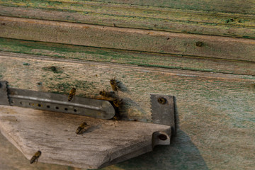 Bees fly at the entrance of the old beehive