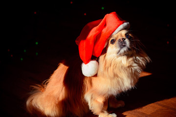 Little red pekingese dog with christmas lights at cozy home. New year Santa dog. A small dog in a...