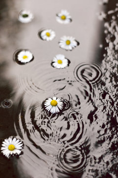 Daisies in the puddle