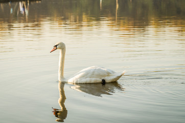 white beautiful Swan swimming in a lake