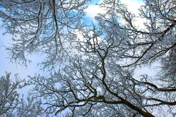 Trees with snow in winter .