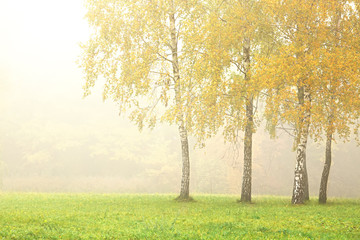 Fototapeta premium Birches in the city park on a foggy morning, beautiful autumn landscape