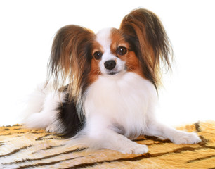 young papillon dog