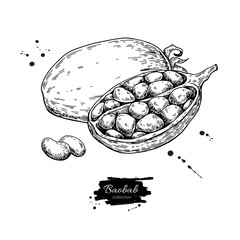 Baobab vector superfood drawing. Isolated hand drawn  illustrati