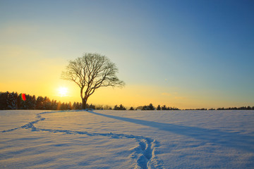 Paysage coucher de soleil d& 39 hiver avec arbre.