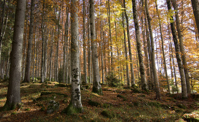 Naklejka premium Kolory jesieni w lesie