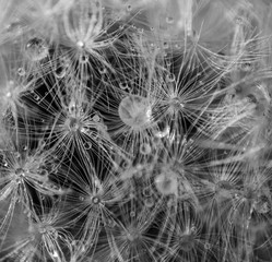 Close up of Dandelion seeds in black and white