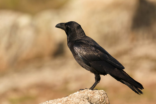 Brigh black plumage of a crow