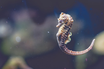 Hippocampe