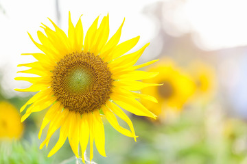 Obraz premium Sunflower