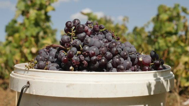  Purple Vitis vinifera harvested fruit close-up footage - Juicy common grape vine in plastic basket