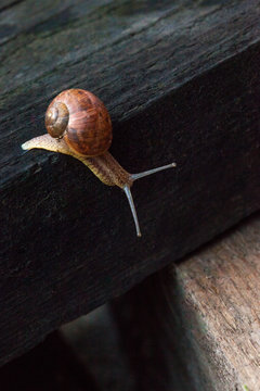 Snail lifestyle