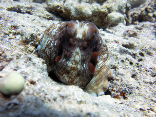 Unterwasser Ägypten