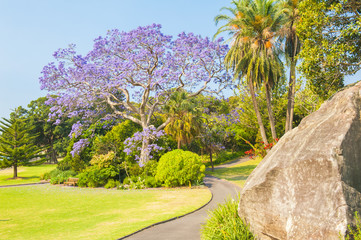 Jacaranda Tree