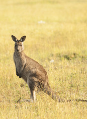 Kangaroo