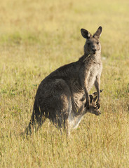 Kangaroo