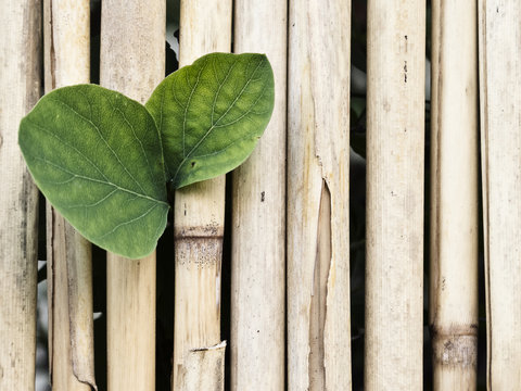 Green leaves growing through a bamboo wall