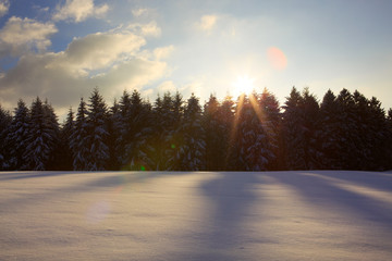 Winter sunset landscape with pine trees and sun.