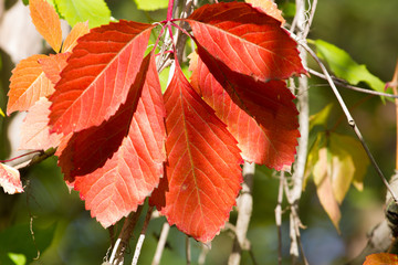 Virginia creeper plant. Five-leaved ivy fruits. Leaves background